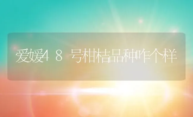爱媛48号柑桔品种咋个样 | 养殖资讯