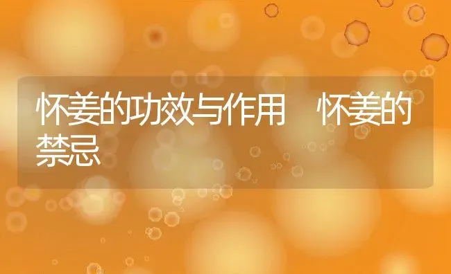 怀姜的功效与作用 怀姜的禁忌 | 养殖资料投稿