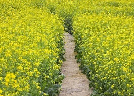 蔬菜|油菜花是什么菜