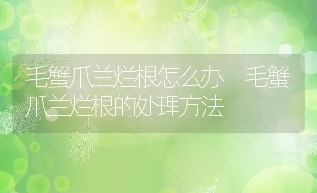 毛蟹爪兰烂根怎么办 毛蟹爪兰烂根的处理方法 | 养殖资料投稿