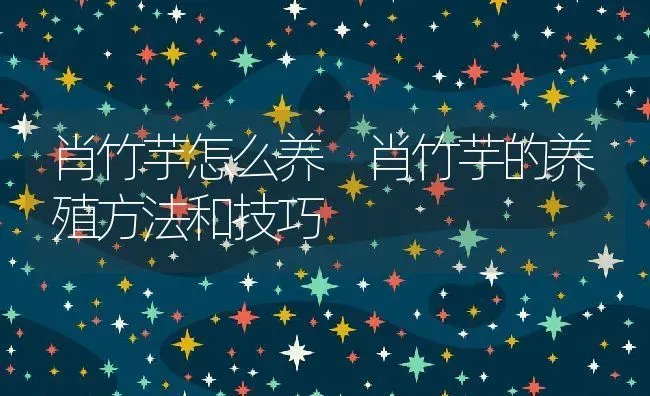 肖竹芋怎么养 肖竹芋的养殖方法和技巧 | 养殖资料投稿