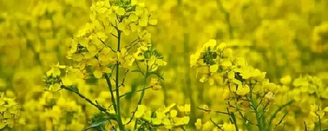 油菜三大病害用什么药防治病虫害主要有哪些