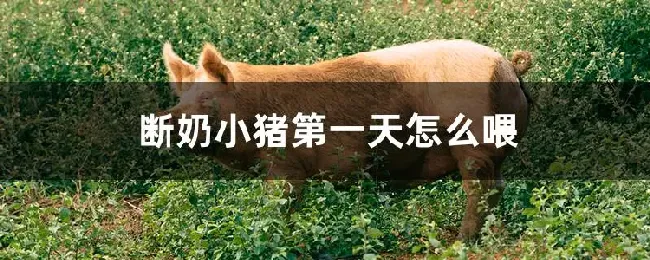 断奶小猪第一天怎么喂