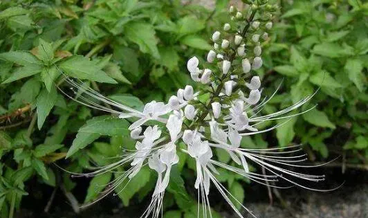 猫须草泡水喝的功效与副作用