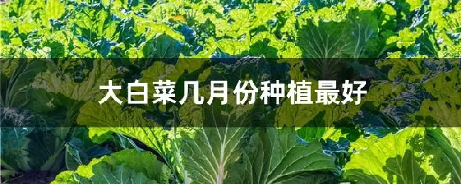 大白菜几月份种植最好