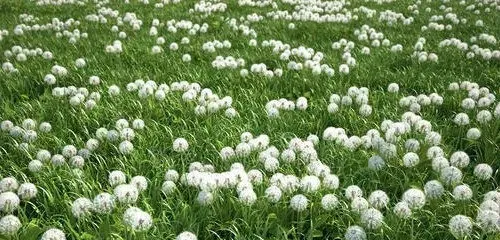蒲公英的花语与寓意是什么