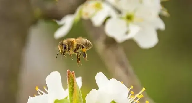 蜜蜂的习性及发育过程