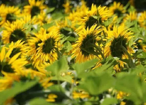 种植前景|油葵亩产量一般多少斤 分析油葵亩产和收益