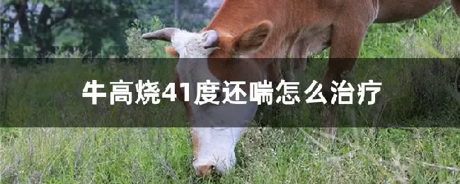 牛高烧41度还喘怎么治疗