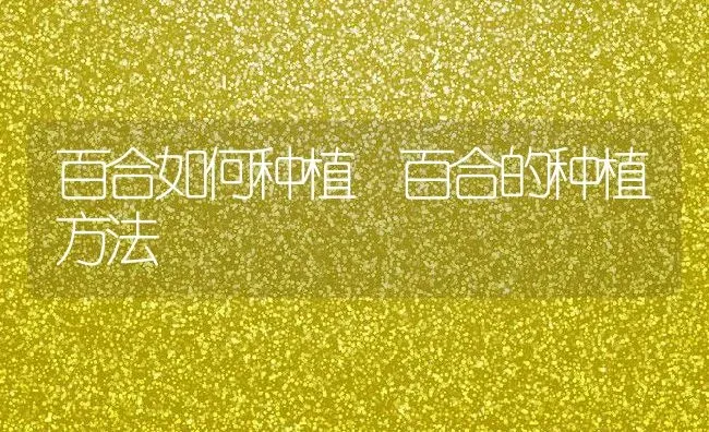 百合如何种植 百合的种植方法 | 养殖资料投稿