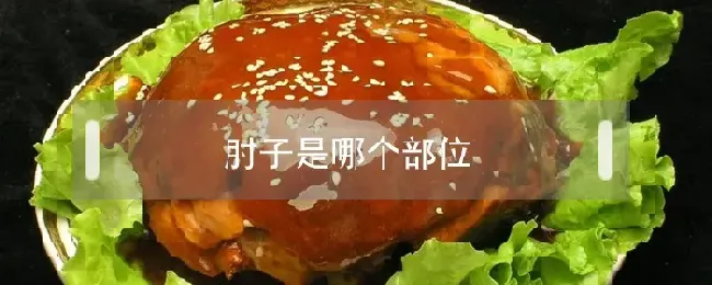 肘子是哪个部位