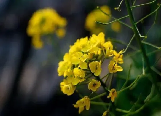 蔬菜|油菜花是什么菜