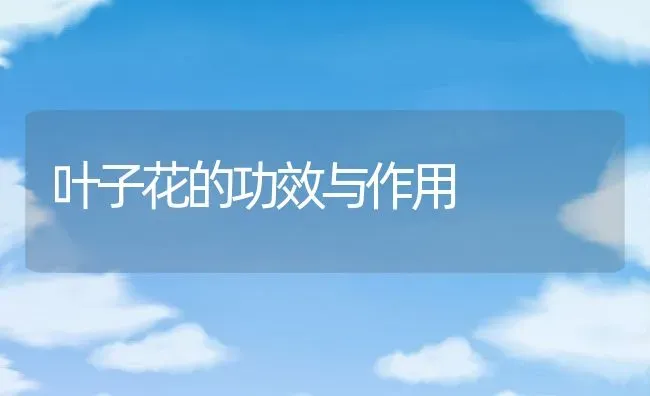 叶子花的功效与作用 | 养殖资料投稿