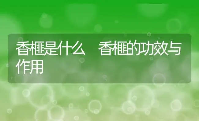 香榧是什么 香榧的功效与作用 | 养殖资料投稿