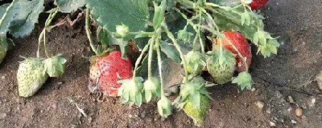 设施草莓主要病虫害及防治方法