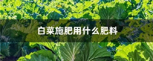 白菜施肥用什么肥料