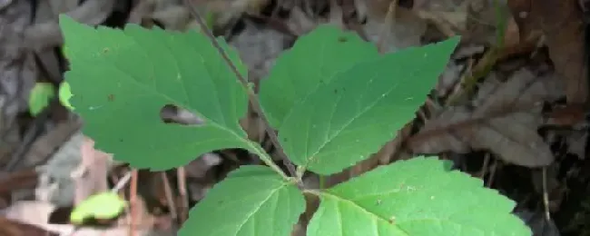 透骨草的别名有哪些？