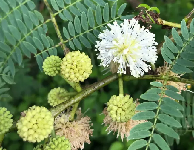 银合欢是什么植物？生长习性如何？