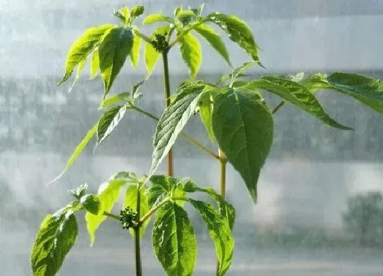 种植前景|人参什么时候收获最佳 几月份收获