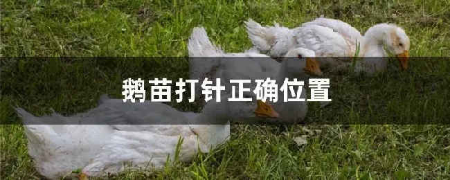 鹅苗打针正确位置