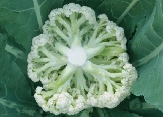 种植前景|花菜亩产量多少斤
