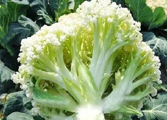 种植前景|花菜亩产量多少斤