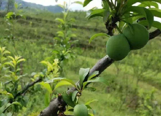 种植前景|蜂糖李种植条件 种植区域气候与气温要求