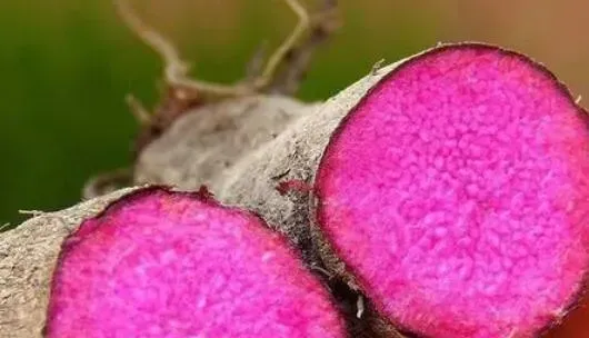 毛薯的功效与作用 毛薯做什么好吃