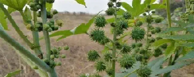 蓖麻是什么科植物