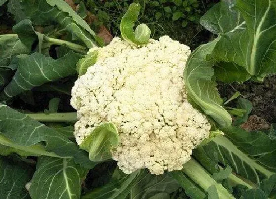 种植前景|花菜亩产量多少斤