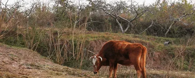 牛得炭疽病有什么症状