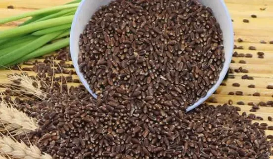黑小麦的功效与作用及禁忌
