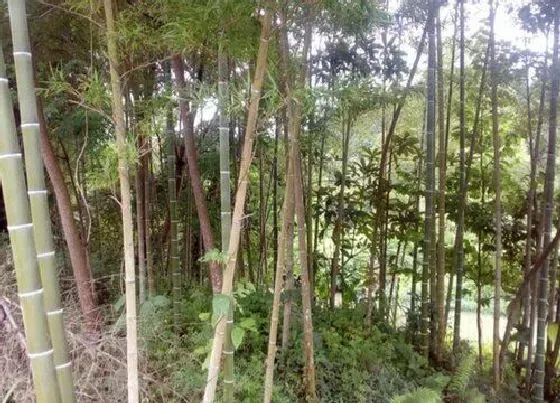 种植前景|雷竹亩产量多少斤