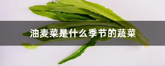 油麦菜是什么季节的蔬菜