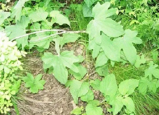 种植前景|东北种植什么药材赚钱 东北适合种什么中草药贵