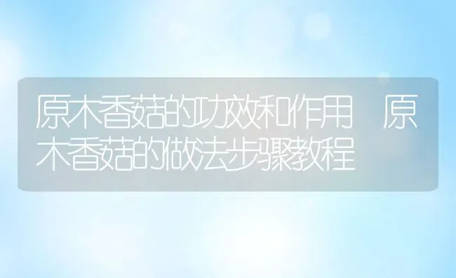 原木香菇的功效和作用 原木香菇的做法步骤教程 | 养殖资料投稿