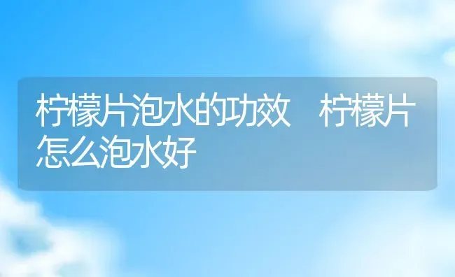 柠檬片泡水的功效 柠檬片怎么泡水好 | 养殖资料投稿