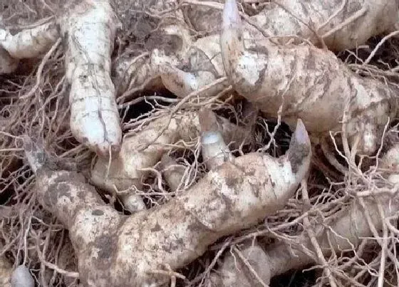 种植前景|广东种植什么药材最赚钱 广东适合种什么名贵药材