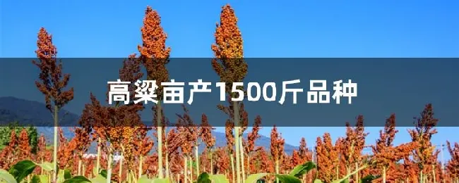 高粱亩产1500斤品种