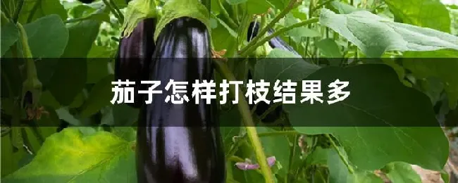 茄子怎样打枝结果多