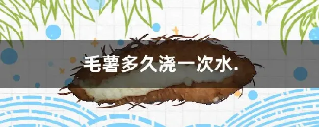 毛薯多久浇一次水
