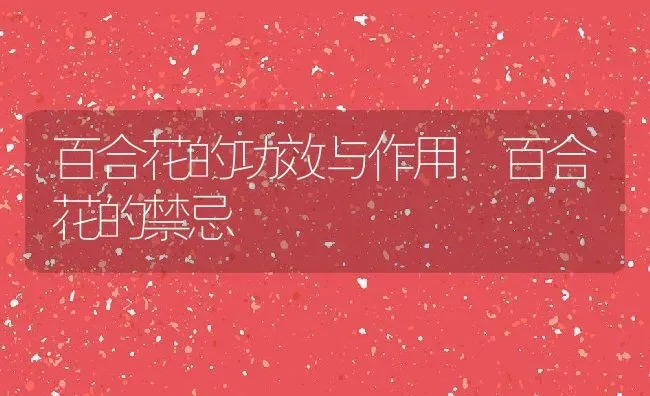 百合花的功效与作用 百合花的禁忌 | 养殖资料投稿