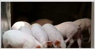 低价养猪的四大误区 | 养殖什么赚钱