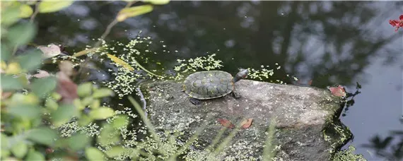 乌龟不吃东西