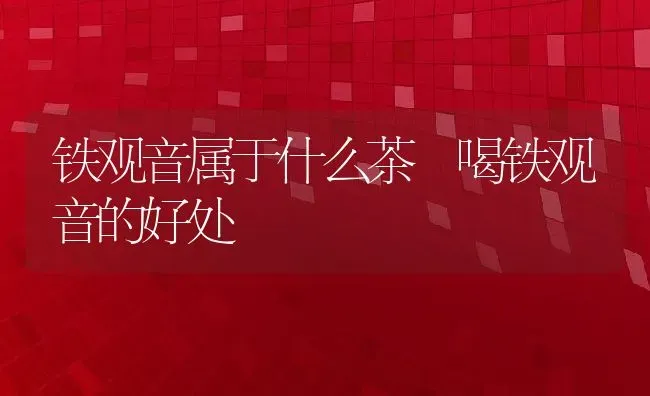 铁观音属于什么茶 喝铁观音的好处 | 养殖资料投稿