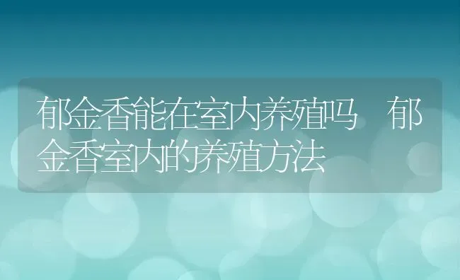郁金香能在室内养殖吗 郁金香室内的养殖方法 | 养殖资料投稿