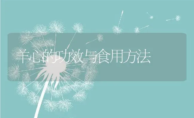 羊心的功效与食用方法 | 养殖资料投稿