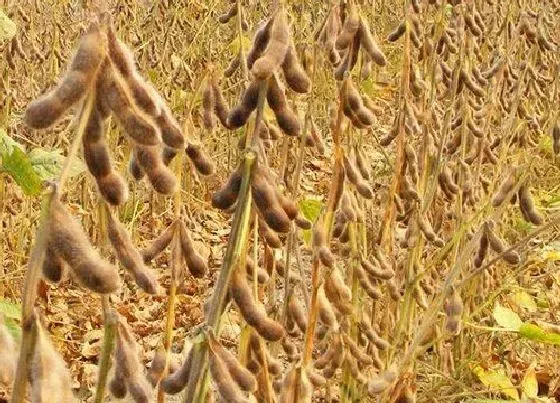 种植前景|东北大豆亩产量一般多少斤 亩产量最高是多少