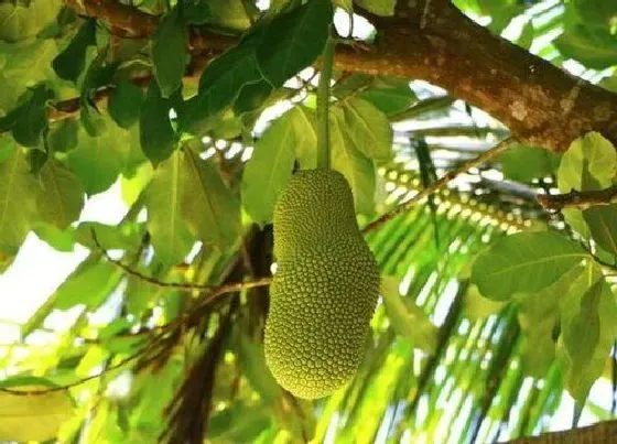 种植前景|菠萝蜜树北方可以种吗