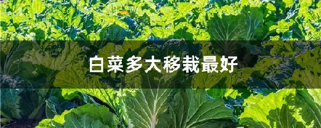 白菜多大移栽最好